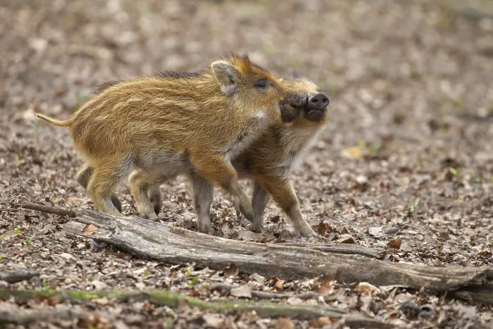 Framed Print : Young Wild boars (Sus scrofa) playfully measure their strength