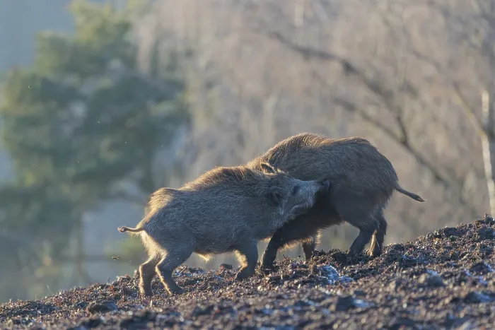 Framed Print : Two young wild boars (Sus scrofa) wrestle with each other in the backlight of the sun in a clearing