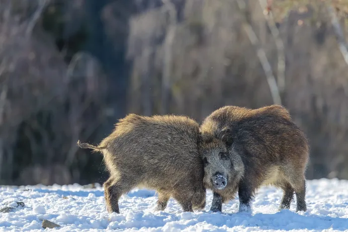 Framed Print : Two young wild boars (Sus scrofa) wrestle with each other in the backlight of the sun in a clearing