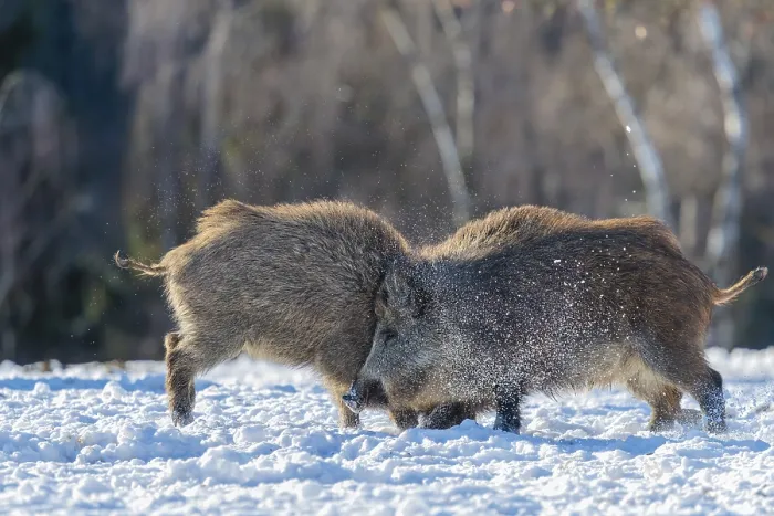 Framed Print : Two young wild boars (Sus scrofa) wrestle with each other in the backlight of the sun in a clearing Framed Print : Two young wild boars (Sus scrofa) wrestle with each other in the backlight of the sun in a clearing