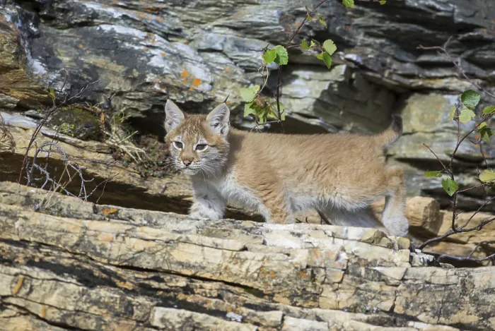 Framed Print : Young wild Eurasian Lynx (Lynx lynx) Framed Print : Young wild Eurasian Lynx (Lynx lynx)