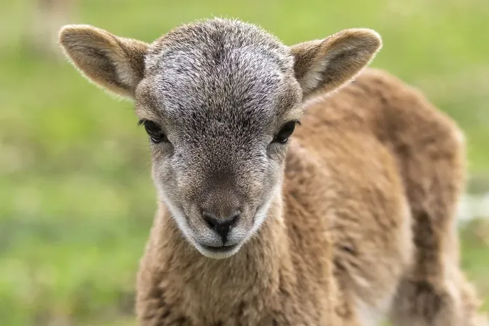 Framed Print : Young Wild sheep (Ovis gmelini), Germany, Europe Framed Print : Young Wild sheep (Ovis gmelini), Germany, Europe