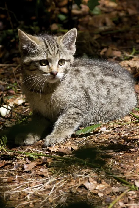 Framed Print : young wildcat Framed Print : young wildcat