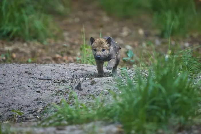 Framed Print : Young wolf pup exploring the forest area in a natural environment Framed Print : Young wolf pup exploring the forest area in a natural environment