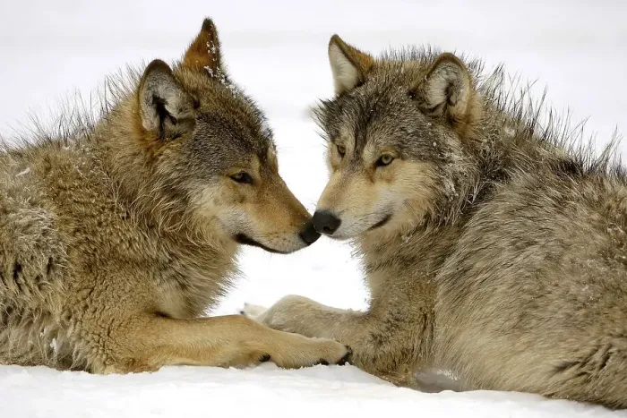 Framed Print : Two young wolfes at play in snow (Canis lupus lycaon) Framed Print : Two young wolfes at play in snow (Canis lupus lycaon)