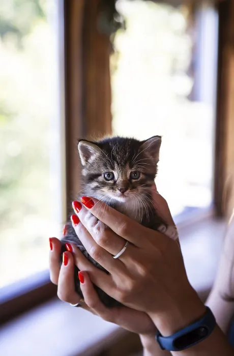 Framed Print : Young woman holding and playing with her cute kitten with a wonderful moment Framed Print : Young woman holding and playing with her cute kitten with a wonderful moment