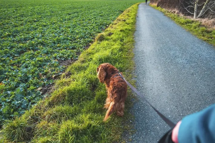 Framed Print : Young woman walking her dog (Cavalier King Charles Spaniel) on a leash