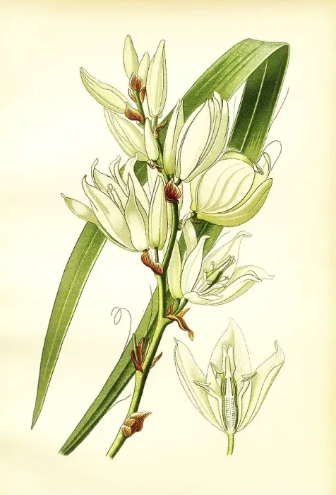 Framed Print : Yucca filamentosa, Silk Grass. Feralds Yucca