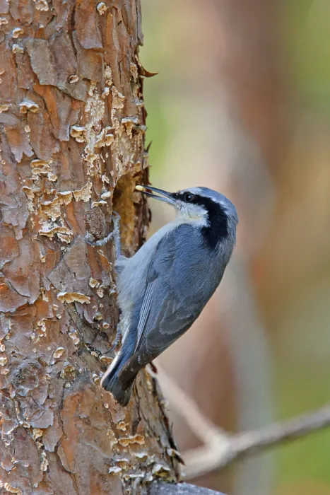 Framed Print : Yunnan nuthatch (Sitta yunnanensis) adult at nest hole with nut