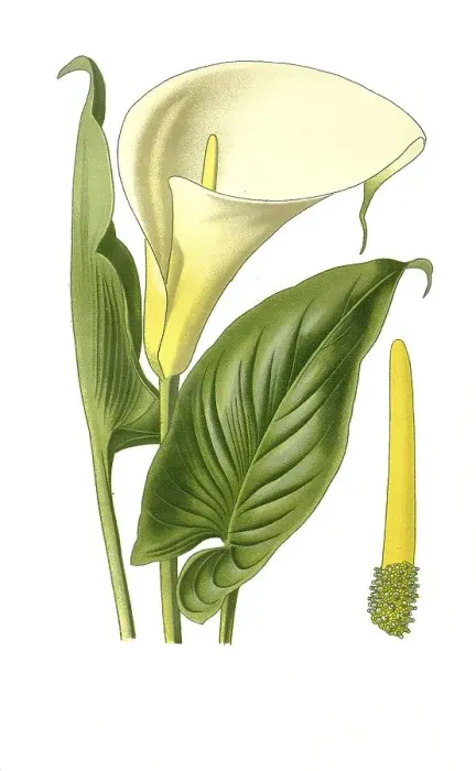 Framed Print : Zantedeschia (Richardia) africana Framed Print : Zantedeschia (Richardia) africana