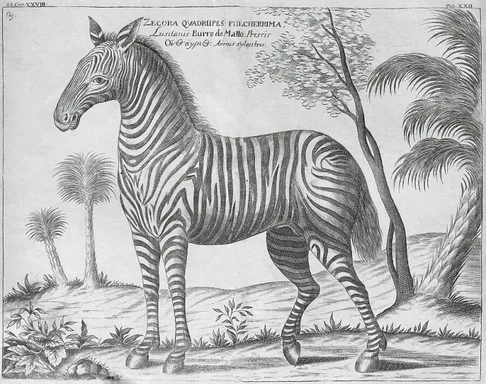 Framed Print : Zebra (equus grevyi), old book cover