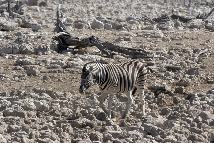 Framed Print : Zebra (Equus quagga)