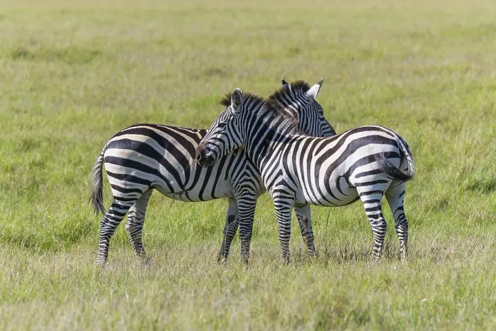 Framed Print : Zebra (Equus quagga), two animal Framed Print : Zebra (Equus quagga), two animal