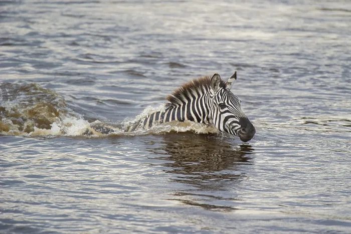 Framed Print : Zebra (Equus quagga), crosses Mara River while migrating