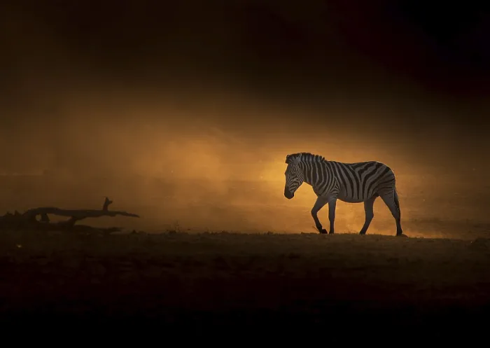 Framed Print : Zebra (Equus quagga), in evening mood Framed Print : Zebra (Equus quagga), in evening mood