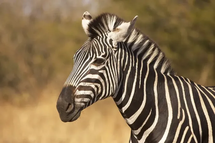 Framed Print : Zebra (Equus quagga), Kruger National Park