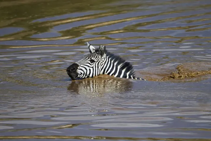 Framed Print : Zebra (Equus quagga) swimming across the Talek River Framed Print : Zebra (Equus quagga) swimming across the Talek River