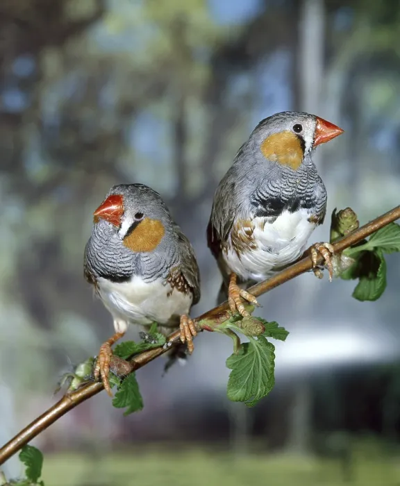 Framed Print : Zebra finch (taeniopygia guttata)
