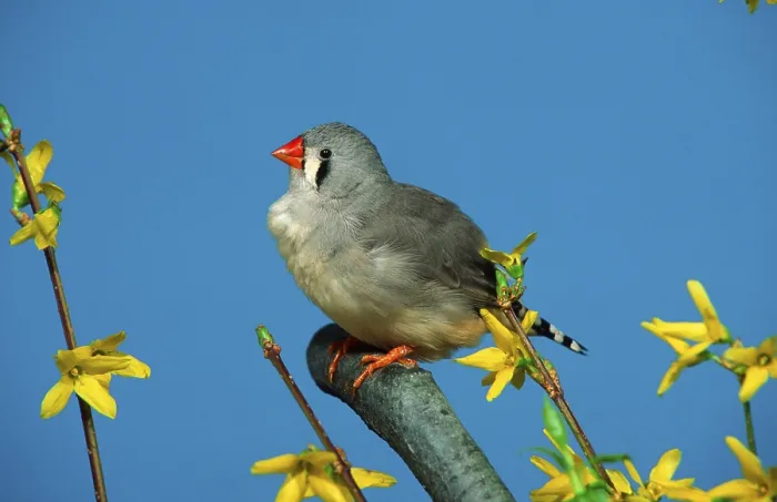 Framed Print : Zebra Finch (Taeniopygia guttata), female