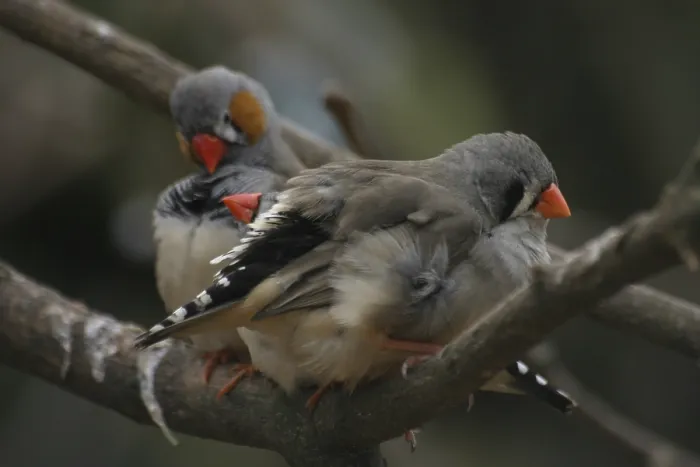 Framed Print : Zebra finches