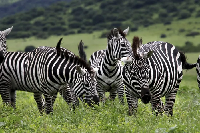 Framed Print : Zebra herd stands together in the lush green landscape of the park