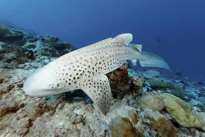 Framed Print : Zebra shark (Stegosoma fasciatum) resting on a small coral block