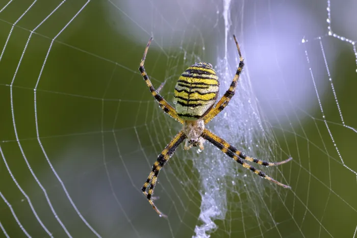 Framed Print : Zebra spider, wasp spider (Argiope bruennichi) in web with dewdrops