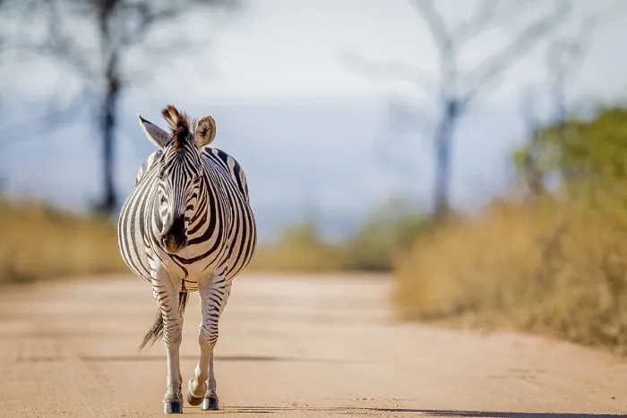 Framed Print : Zebra walking on the road in the Kruger National Park Framed Print : Zebra walking on the road in the Kruger National Park