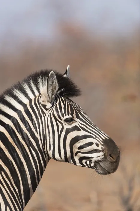 Framed Print : Zebra in the wilderness of Africa