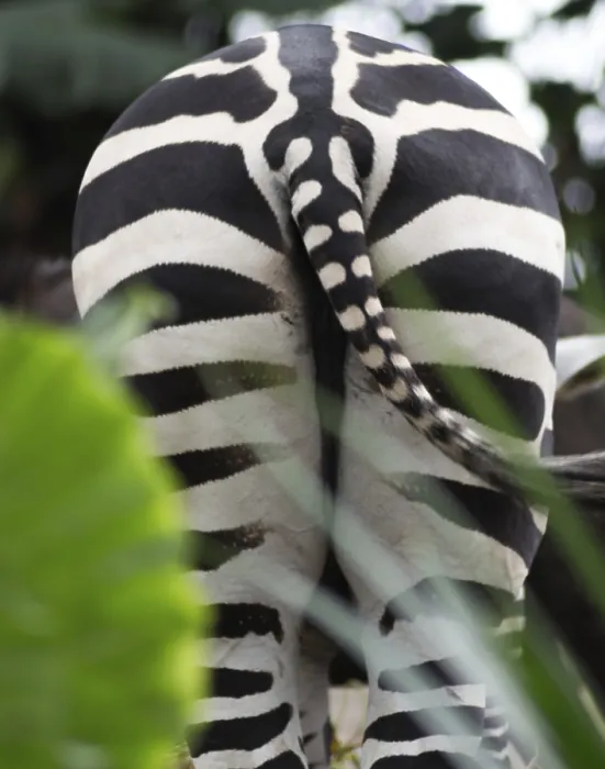Framed Print : A bottom of the zebra in a zoo of Singapore Framed Print : A bottom of the zebra in a zoo of Singapore