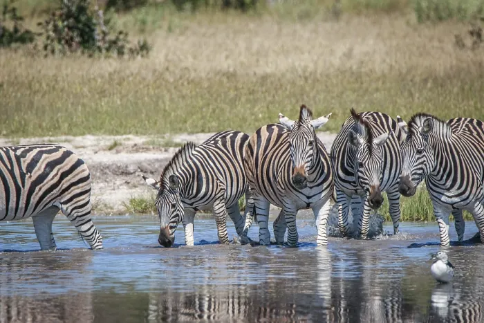 Framed Print : Several Zebras drinking in the Chobe National Park