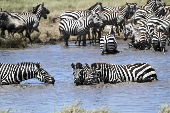 Framed Print : Zebras (Equus burchelli) and blue wildebeests (Connochaetes taurinus) by the pond