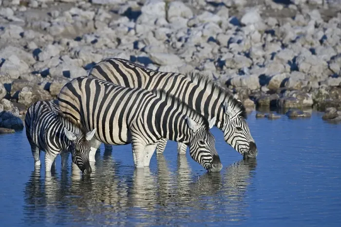 Framed Print : Zebras (Equus) drinking from a waterhole