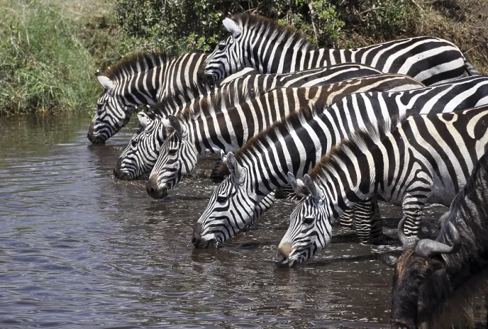Framed Print : Zebras (Equus quagga) drinking at a watering hole