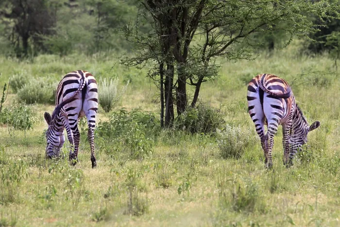 Framed Print : Zebras herd on savanna. Amboseli national park in Kenia