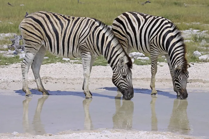 Framed Print : Zebras, Steppenzebras, Etosha, Namibia Framed Print : Zebras, Steppenzebras, Etosha, Namibia