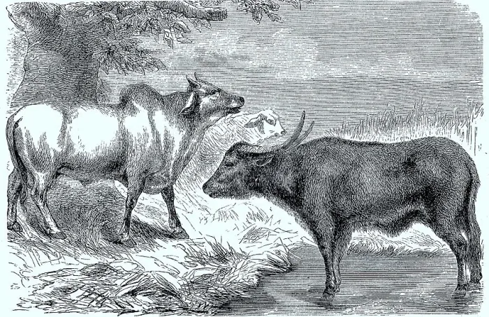 Framed Print : Zebu (Bos indicus) und Bueffel