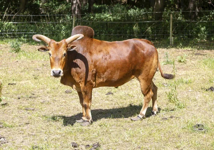 Framed Print : Zebu cattle bullock with horns and hump standing in field