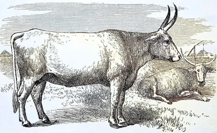 Framed Print : Zebu, Cow of the Podolian Breed