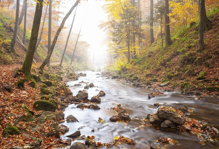 Framed Print : Zellerache flows through autumn forest in morning mist Framed Print : Zellerache flows through autumn forest in morning mist