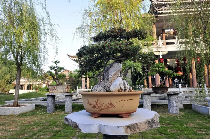 Framed Print : Zhu family bonsai garden, yunnan, china