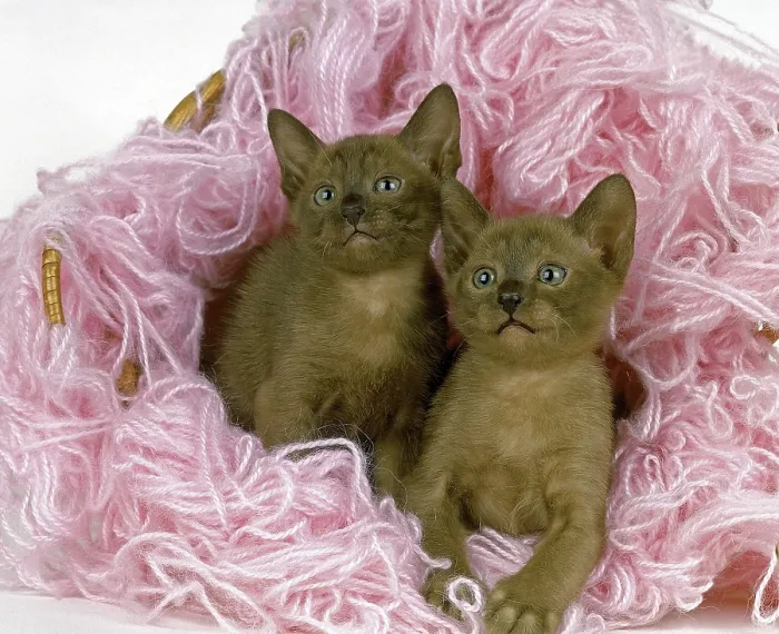 Framed Print : Zibeline Burmese Domestic Cat, Kitten in Wool Framed Print : Zibeline Burmese Domestic Cat, Kitten in Wool