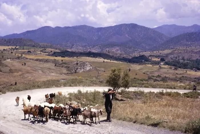 Framed Print : Ziegenhirte mit Ziegen auf einer Landstrasse mit fernen Bergen im laendlichen Zypern 1963 Framed Print : Ziegenhirte mit Ziegen auf einer Landstrasse mit fernen Bergen im laendlichen Zypern 1963