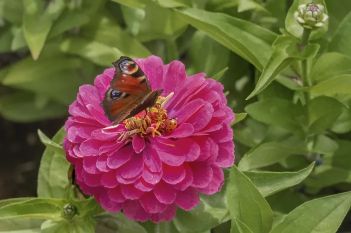 Framed Print : Zinnia (Zinnia), and butterfly