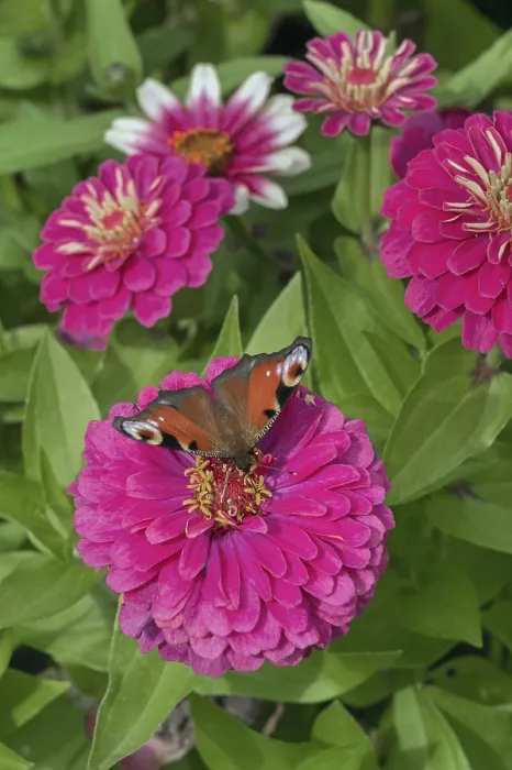 Framed Print : Zinnias (Zinnia), and butterfly