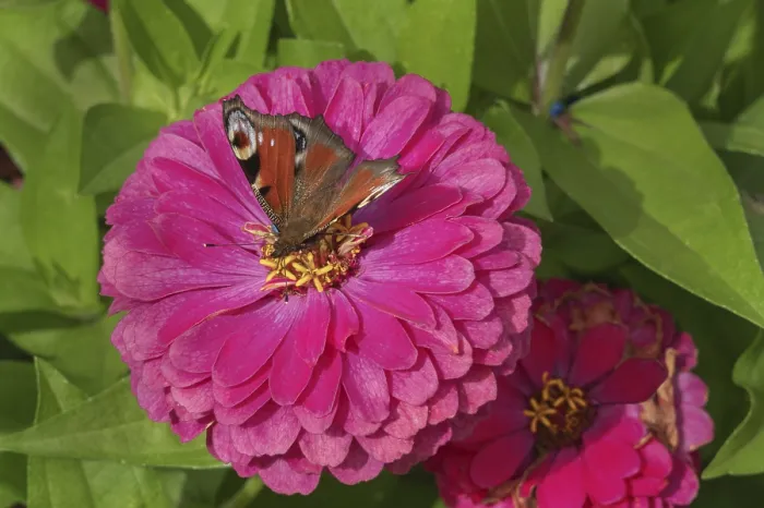 Framed Print : Zinnias (Zinnia), and butterfly Framed Print : Zinnias (Zinnia), and butterfly