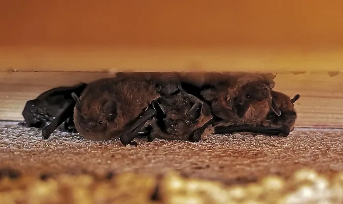 Framed Print : Zwergfledermaus (Pipistrellus pipistrellus) Framed Print : Zwergfledermaus (Pipistrellus pipistrellus)
