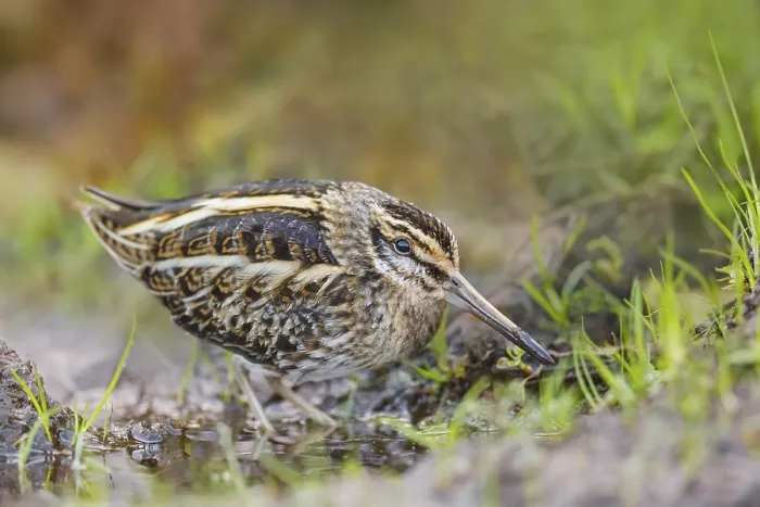 Framed Print : Zwergschnepfe, Lymnocryptes minimus Jack Snipe Framed Print : Zwergschnepfe, Lymnocryptes minimus Jack Snipe