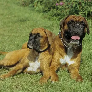 Two 2 Boxers, 3 years, Boxer, 5 mon