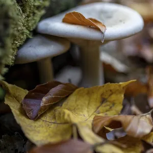 Autumn Mushrooms Print, Saxony, Germany Autumn Mushrooms Print, Saxony, Germany